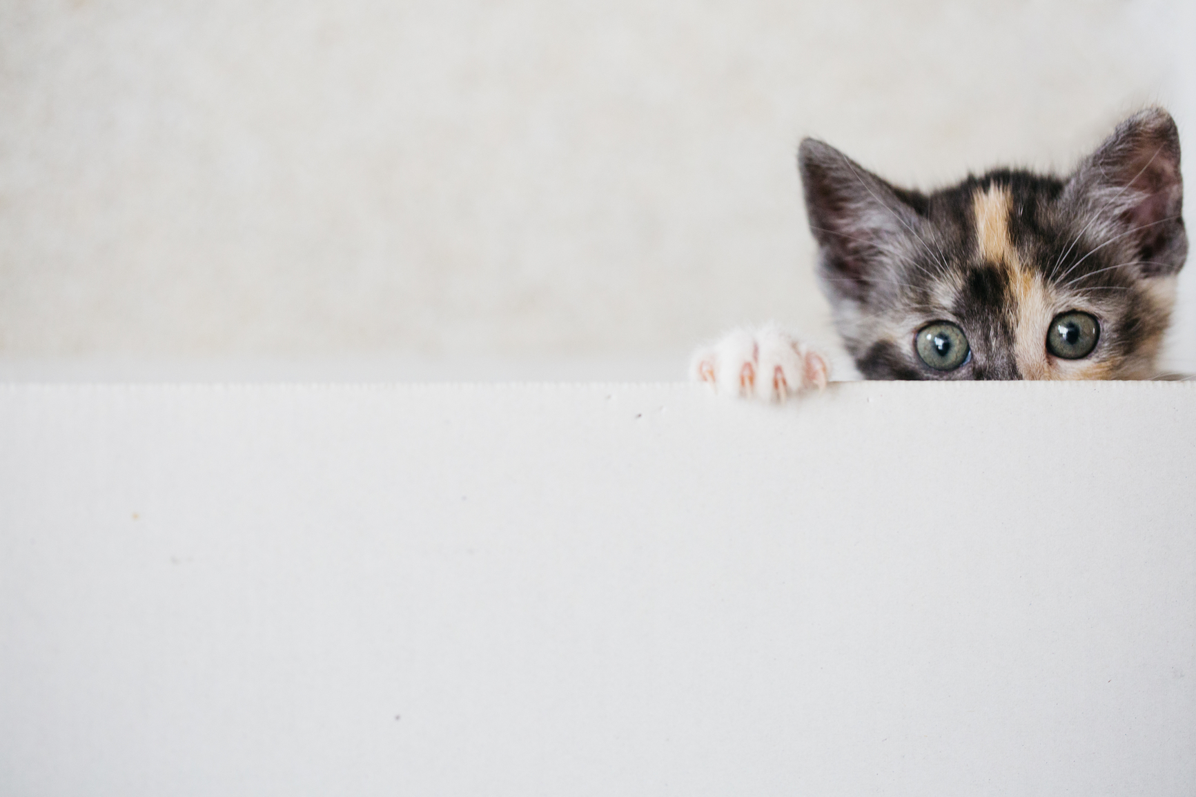 Cute Little Cat In A Box Is Looking At The Camera