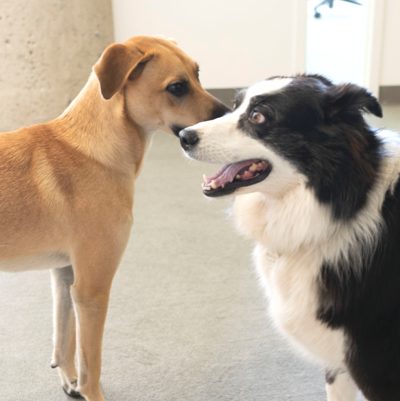 Dogs